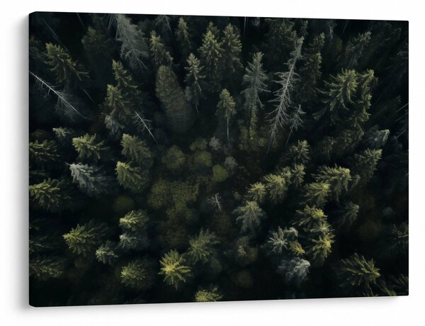 Kép - Forest (70x50 cm)
