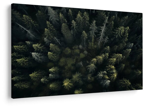 Kép - Forest (90x60 cm)