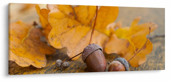 Kép - Őszi makk (120x50 cm)