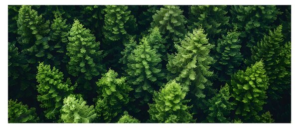 Kép - Forest (120x50 cm)