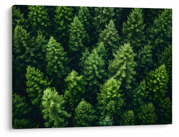 Kép - Forest (70x50 cm)