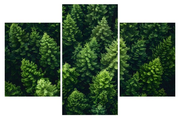 Kép - Forest (90x60 cm)