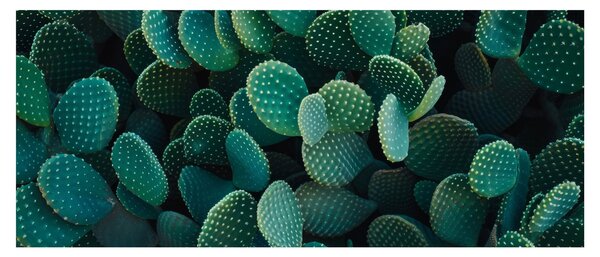 Kép - Opuntia (120x50 cm)