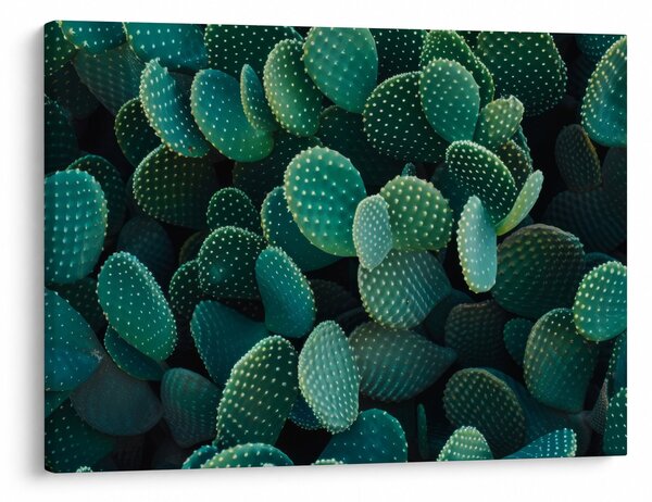 Kép - Opuntia (70x50 cm)