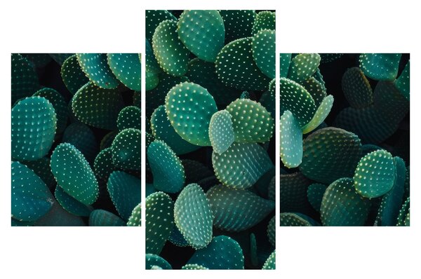 Kép - Opuntia (90x60 cm)