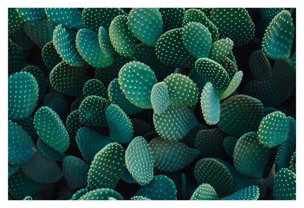 Kép - Opuntia (90x60 cm)