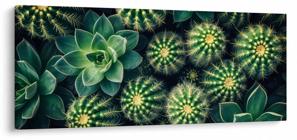 Kép - Kaktuszok (120x50 cm)