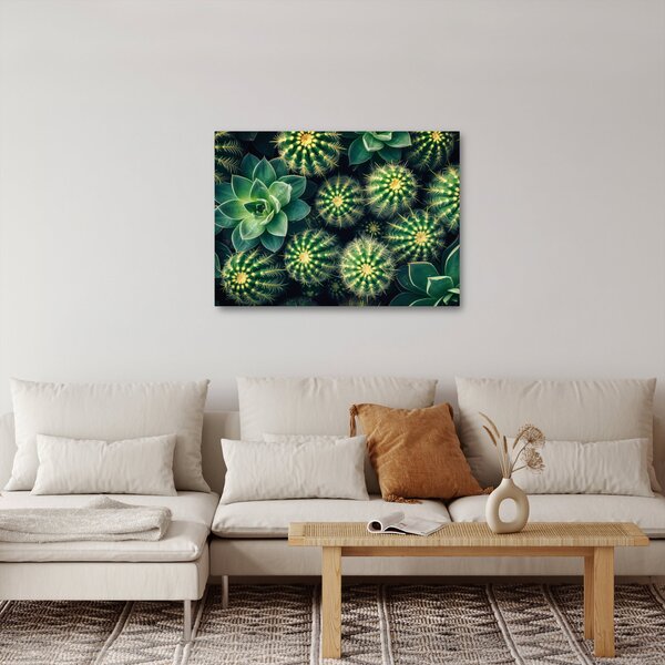 Kép - Kaktuszok (70x50 cm)