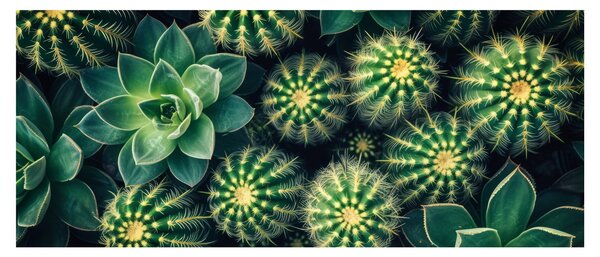 Kép - Kaktuszok (120x50 cm)