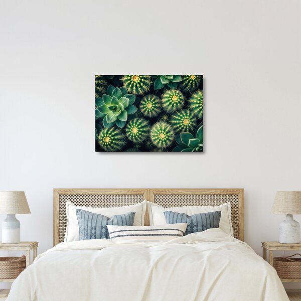 Kép - Kaktuszok (70x50 cm)