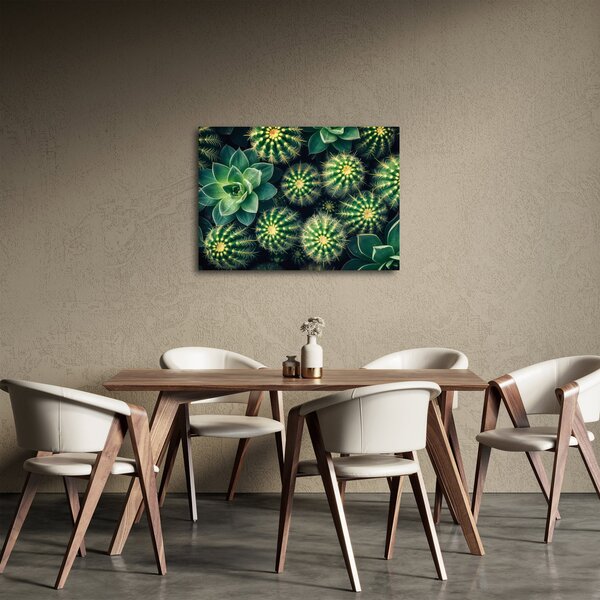 Kép - Kaktuszok (70x50 cm)