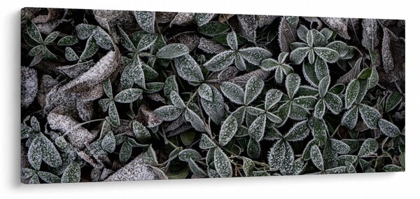 Kép - Fagyasztott növények (120x50 cm)