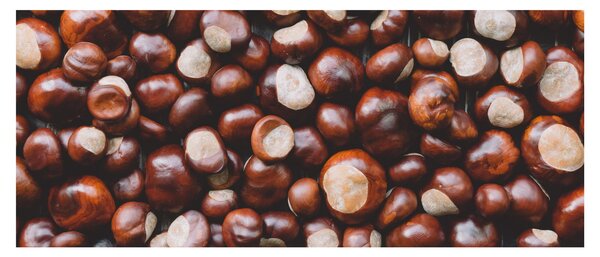 Kép - Érett gesztenye (120x50 cm)