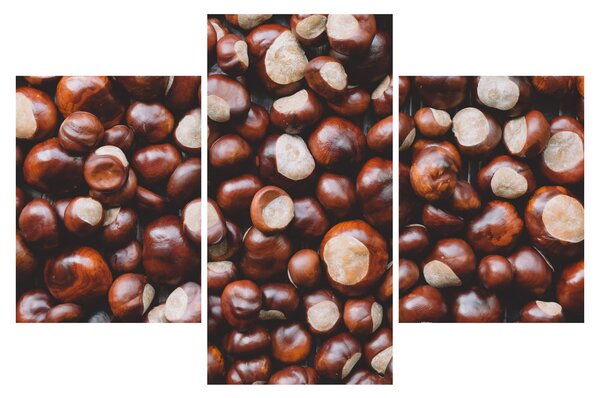 Kép - Érett gesztenye (90x60 cm)