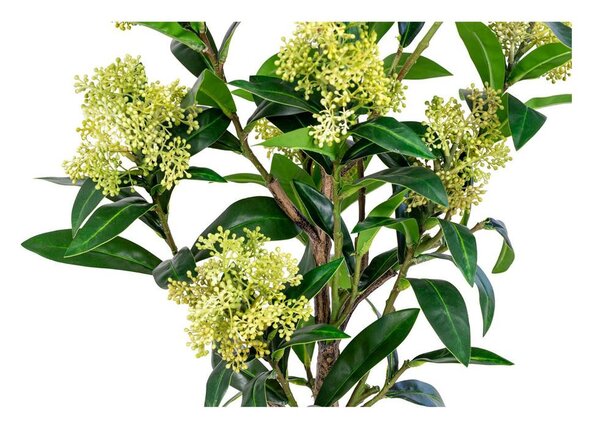 Skimmia Tree műnövény