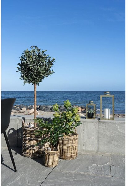 Skimmia Tree műnövény