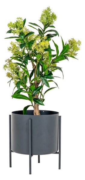 Skimmia Tree műnövény