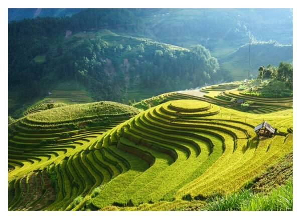 Kép - Rice Terraces koncert (70x50 cm)