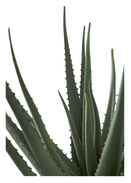 Aloe Vera műnövény