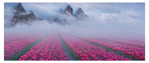 Kép - Tájkép tulipánmezőkkel (120x50 cm)