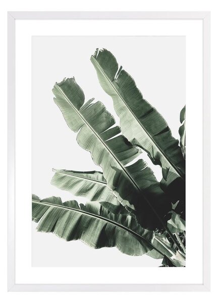 Banana leaf I. kép