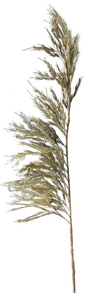 Pampas műnövény