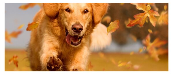 Kép - Golden Retriever (120x50 cm)