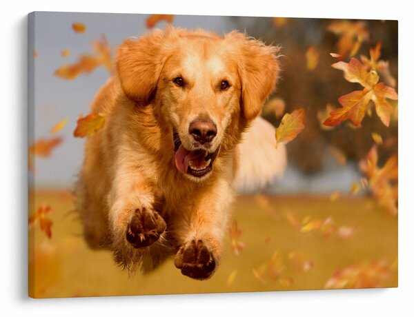 Kép - Golden Retriever (70x50 cm)