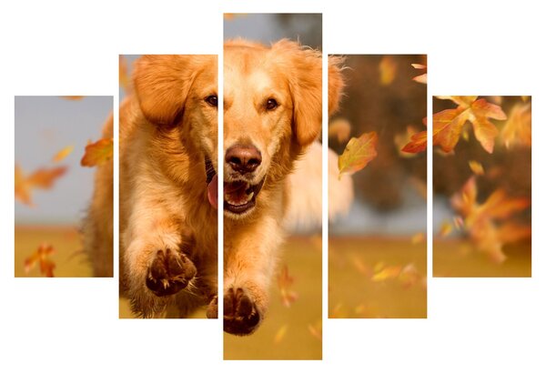 Kép - Golden Retriever (150x105 cm)