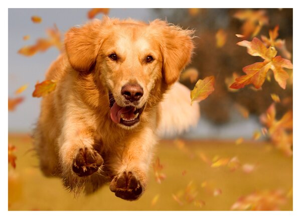 Kép - Golden Retriever (70x50 cm)