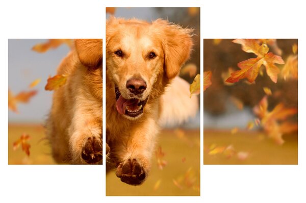 Kép - Golden Retriever (90x60 cm)