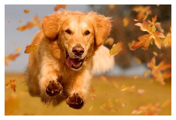 Kép - Golden Retriever (90x60 cm)