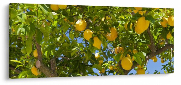 Kép - Citromfa (120x50 cm)