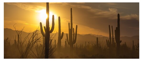 Kép - Saguaro kaktuszok (120x50 cm)