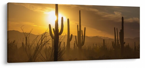 Kép - Saguaro kaktuszok (120x50 cm)
