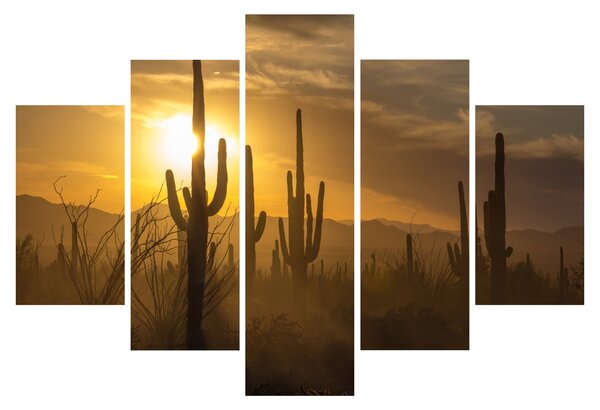 Kép - Saguaro kaktuszok (150x105 cm)
