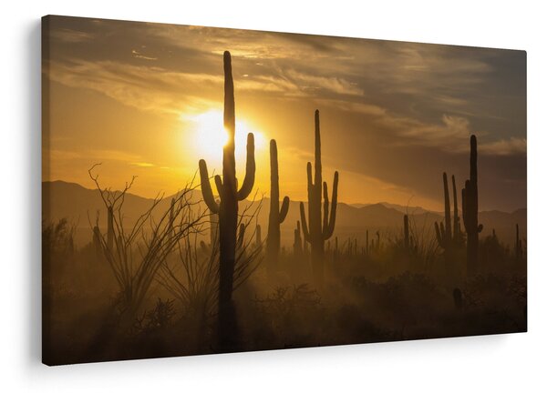 Kép - Saguaro kaktuszok (90x60 cm)