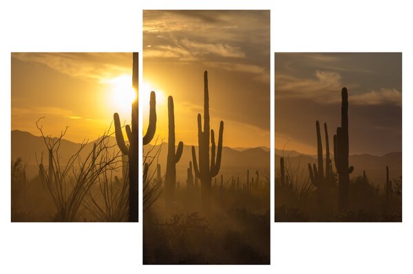 Kép - Saguaro kaktuszok (90x60 cm)