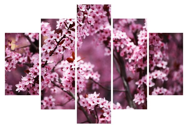 Kép - Rózsaszín sakura (150x105 cm)
