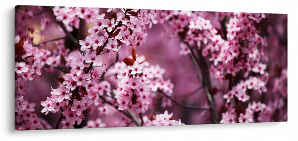 Kép - Rózsaszín sakura (120x50 cm)