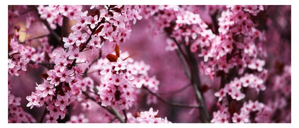Kép - Rózsaszín sakura (120x50 cm)