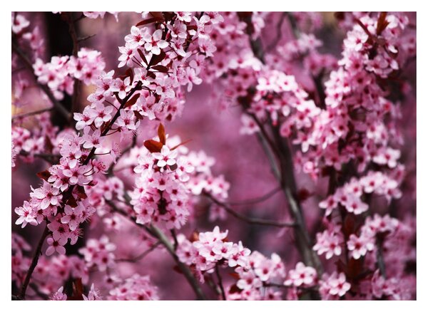 Kép - Rózsaszín sakura (70x50 cm)