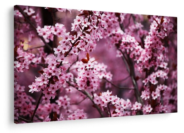 Kép - Rózsaszín sakura (90x60 cm)