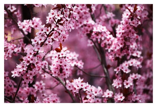 Kép - Rózsaszín sakura (90x60 cm)
