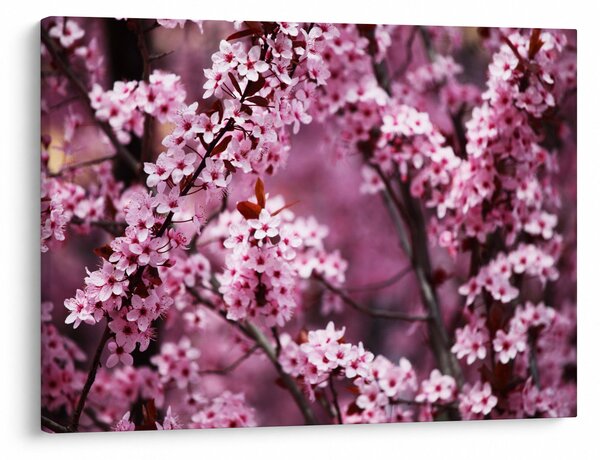 Kép - Rózsaszín sakura (70x50 cm)
