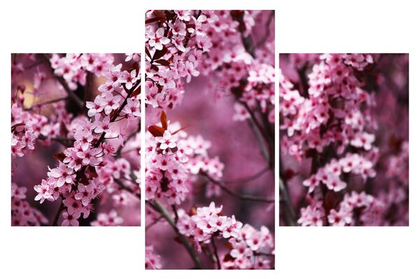 Kép - Rózsaszín sakura (90x60 cm)