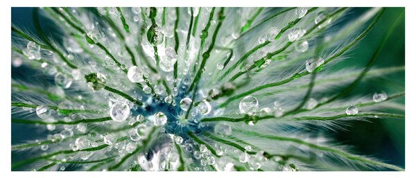 Kép - Makro kép egy virágról (120x50 cm)