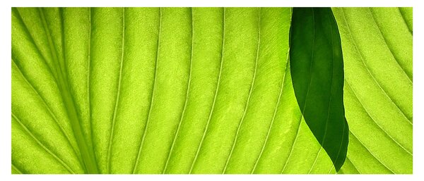 Kép - Zöld levél részlete (120x50 cm)