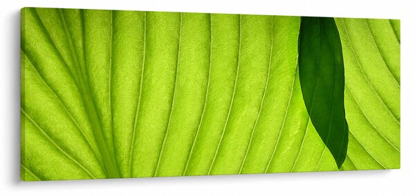 Kép - Zöld levél részlete (120x50 cm)
