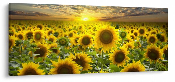 Kép - Napraforgók naplementében (120x50 cm)